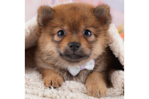 販売中の東京都のミックス犬-356282の1枚目